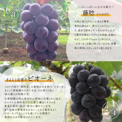 【発送月固定定期便】2026年先行/藤稔・ピオーネ・シャインマスカット・紫苑　1房便  岡山産全4回