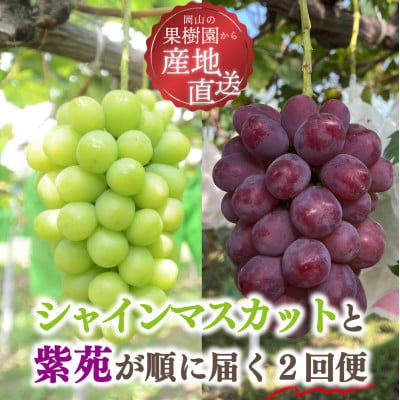 【発送月固定定期便】【2026年先行予約】シャインマスカットと紫苑の2回便 (岡山県産)全2回