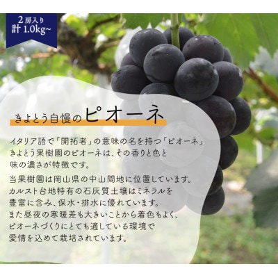 【発送月固定定期便】【2026年先行予約】ピオーネとシャインマスカットの定期便 (岡山県産)全2回