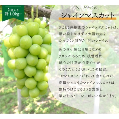 【発送月固定定期便】【2026年先行予約】ピオーネとシャインマスカットの定期便 (岡山県産)全2回