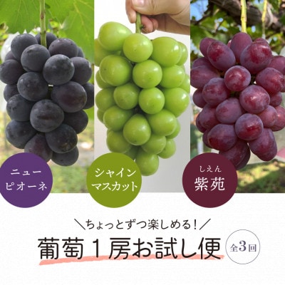 【発送月固定定期便】2026年先行予約　1房お試しピオーネ・シャインマスカット・紫苑(岡山産)全3回