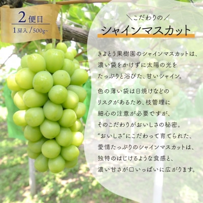 【発送月固定定期便】2026年先行予約　1房お試しピオーネ・シャインマスカット・紫苑(岡山産)全3回