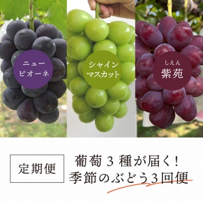 【発送月固定定期便】量も質も満足の葡萄3種が届く!ぶどう3回便!(岡山産)全3回