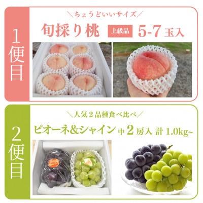 【発送月固定定期便】桃とピオーネ&シャインマスカット上級品(岡山県産)全2回