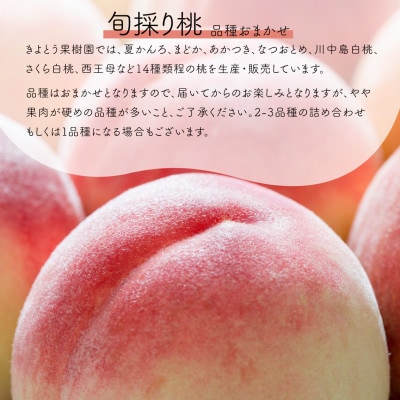 【発送月固定定期便】桃とピオーネ&シャインマスカット上級品(岡山県産)全2回