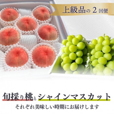 【発送月固定定期便】【2026年先行予約】厳選した桃と大粒のシャインマスカットが届く(岡山産)全2回