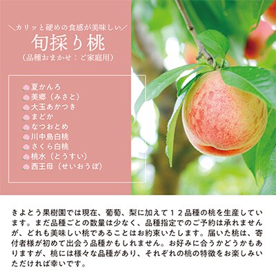 2023年8月発送開始『定期便』旬採り桃とボッケーネが旬に届く2回便!全2回