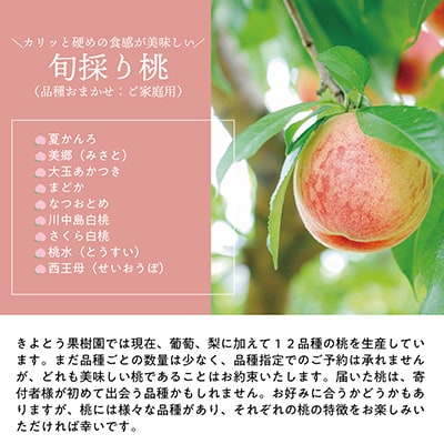 2023年8月発送開始『定期便』旬採り桃とマイハート、愛宕梨が届く岡山満足定期便!全3回