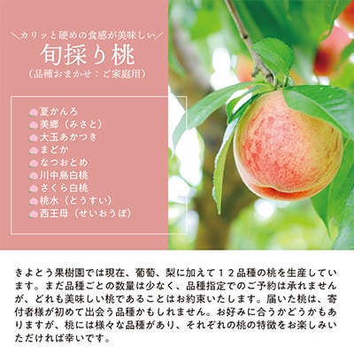 2023年8月発送開始『定期便』旬採り桃と紫苑が旬に届く2回便!全2回