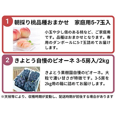 2023年8月発送開始『定期便』朝採り桃とピオーネが届く2回便!全2回