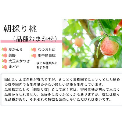 2023年8月発送開始『定期便』朝採り桃とピオーネが届く2回便!全2回