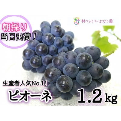 【産地直送】岡山県産ぶどう　こだわりのピオーネ1.2kg(2～3房)セット