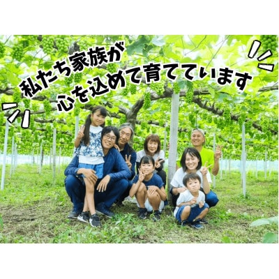 【産地直送】岡山県産ぶどう　こだわりのピオーネ1.2kg(2～3房)セット