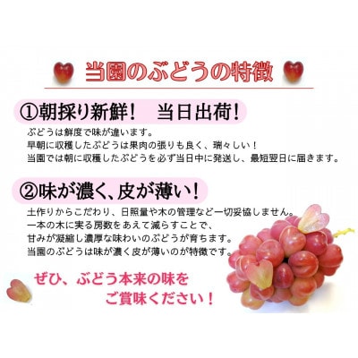 【産地直送】フルーツ王国岡山　朝採り新鮮!人気ぶどう瀬戸ジャイアンツ1.2kg(2～3房)