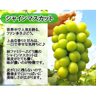 【お試し】フルーツ王国岡山シャインマスカット500g以上!　朝採れぶどう1房
