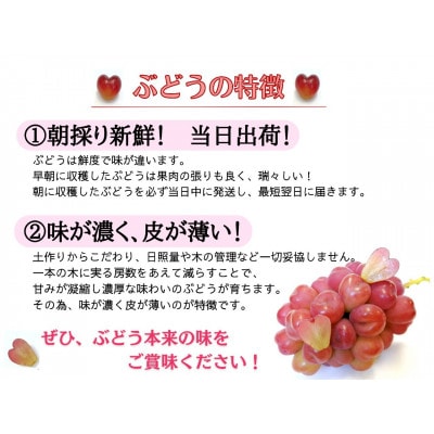 【お試し】フルーツ王国岡山シャインマスカット500g以上!　朝採れぶどう1房
