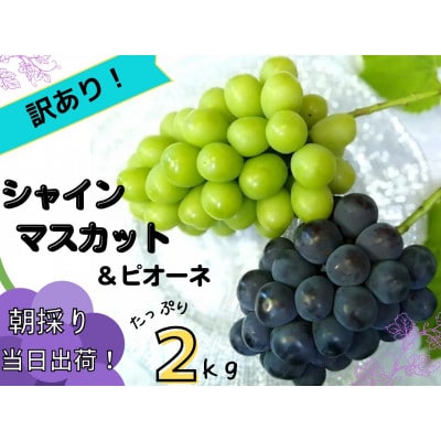 【訳あり】岡山県産ぶどう詰合せ2kg(シャインマスカット+ピオーネ)