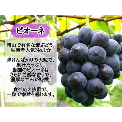 【訳あり】岡山県産ぶどう詰合せ2kg(シャインマスカット+ピオーネ)