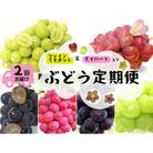 【発送月固定定期便】岡山シャイン&マイハート入り!新鮮ぶどう定期便2.4kg(4～6房)　全2回