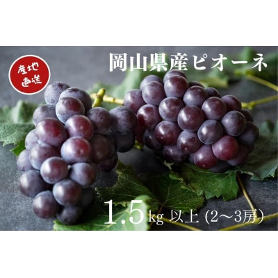 【2023年先行受付】　厳選　岡山県産　ピオーネ　計1.5kg以上　2～3房　産直・朝採れ