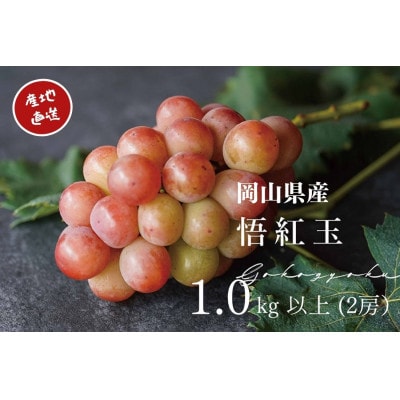 【2025年先行受付】　厳選　岡山県産　悟紅玉　計1.0kg以上　2房　産直・朝採れ