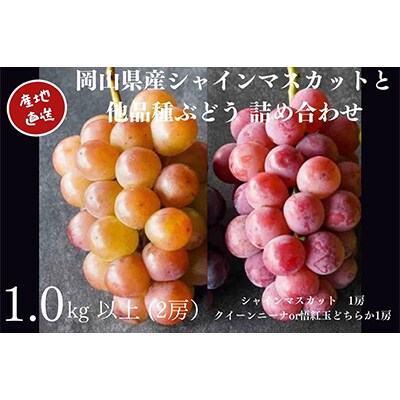 厳選　岡山県産　シャインマスカット1房と他品種ぶどう詰合せ　計1.0kg以上　2房　産直・朝採れ