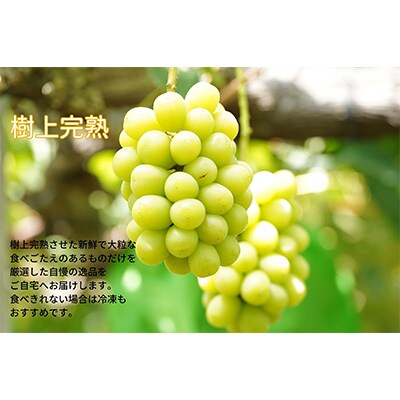 厳選　岡山県産　シャインマスカット1房と他品種ぶどう詰合せ　計1.0kg以上　2房　産直・朝採れ