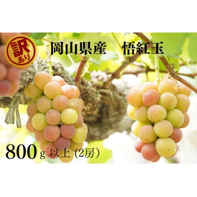 【2025年先行受付】　岡山県産　訳あり悟紅玉　計800g以上　2房　産直・朝採れ