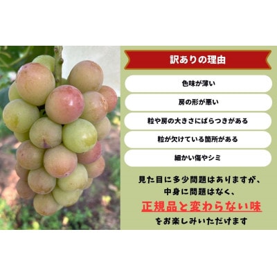 【2025年先行受付】　岡山県産　訳あり悟紅玉　計800g以上　2房　産直・朝採れ