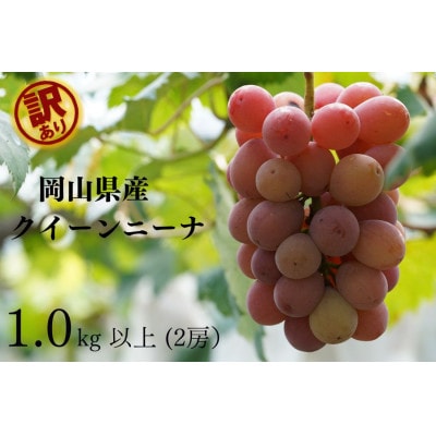 【2025年先行受付】　岡山県産　訳ありクイーンニーナ　計1.0kg以上　2房　産直・朝採れ