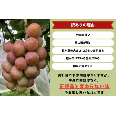 【2025年先行受付】　岡山県産　訳ありクイーンニーナ　計1.0kg以上　2房　産直・朝採れ