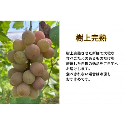 【2025年先行受付】　岡山県産　訳ありクイーンニーナ　計1.0kg以上　2房　産直・朝採れ