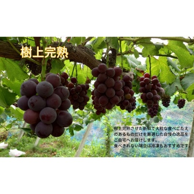 【2026年先行受付】岡山県産　訳あり藤稔　計1.0kg以上　2房　産直・朝採れ