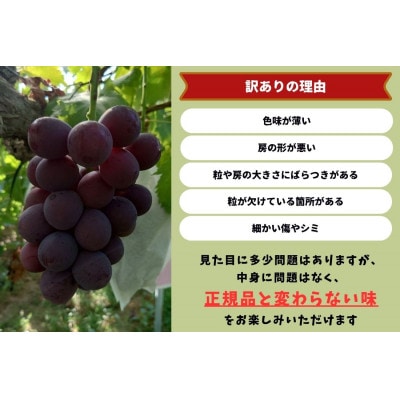 【2026年先行受付】岡山県産　訳あり藤稔　計1.0kg以上　2房　産直・朝採れ