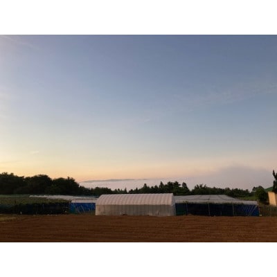 【岡山県産】朝採れシャインマスカット3房前後(2kg程度)　※贈答用
