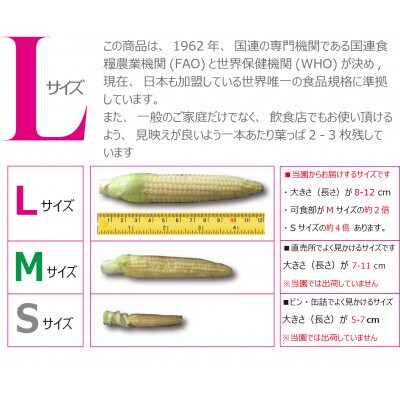 ヤングコーン  生 5つ星ホテルご用達 レストランサイズ L 50本 8-12cm 皮つき