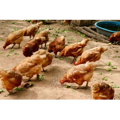 2024年産 鳥の餌 玄米 20kg 岡山産