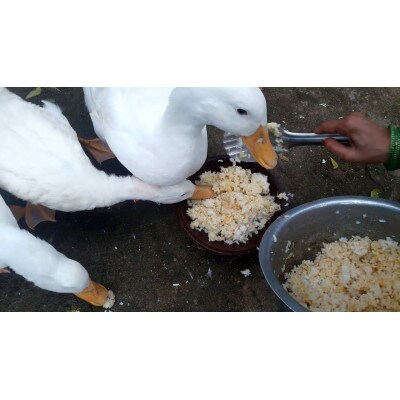 2024年産 鳥の餌 玄米 20kg 岡山産