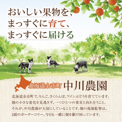 令和9年産 さくらんぼ 佐藤錦【L～2Lサイズ】400g×2【合同会社中川農園】_Y141-0004