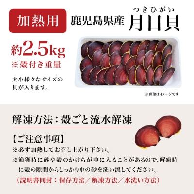 【鹿児島特産】希少 月日貝 約2.5kg (加熱調理用) ツキヒガイ