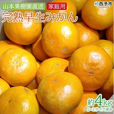 山本果樹園直送　完熟早生みかん　4kg(家庭用)