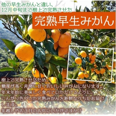 山本果樹園直送　完熟早生みかん　4kg(家庭用)