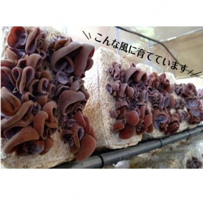 希少!純国産!乾燥きくらげ 35g×6袋_1838R