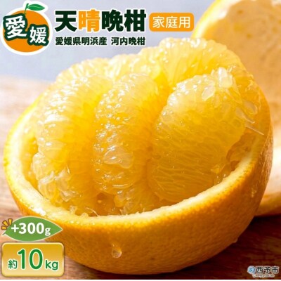先行受付<天晴晩柑(河内晩柑)家庭用 約10㎏+300g笑丸 愛媛県 柑橘>