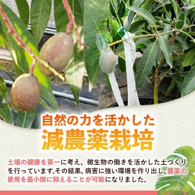【モーツァルトを聞かせて育てた】マンゴージャム 1個(170g)