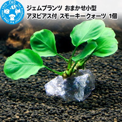 ジェムプランツ おまかせ小型アヌビアス付 スモーキークォーツ 1個|09_chm-as0101
