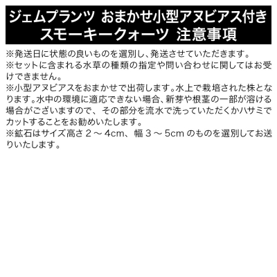 ジェムプランツ おまかせ小型アヌビアス付 スモーキークォーツ 1個|09_chm-as0101