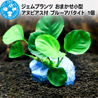 ジェムプランツ おまかせ小型アヌビアス付 ブルーアパタイト 1個|09_chm-at0101