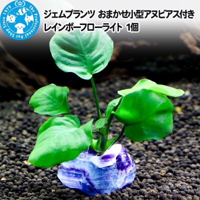 ジェムプランツ おまかせ小型アヌビアス付き レインボーフローライト 1個|09_chm-au0101