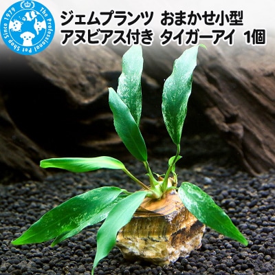 ジェムプランツ おまかせ小型アヌビアス付き タイガーアイ 1個|09_chm-av0101